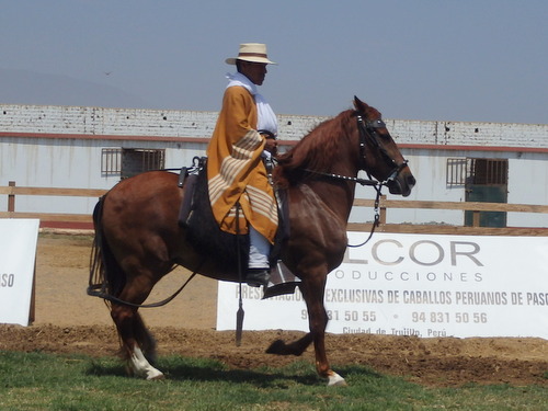 Peruvian Step Horse Show.